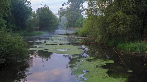 (NSG:RP-334008)_Hördter Rheinaue