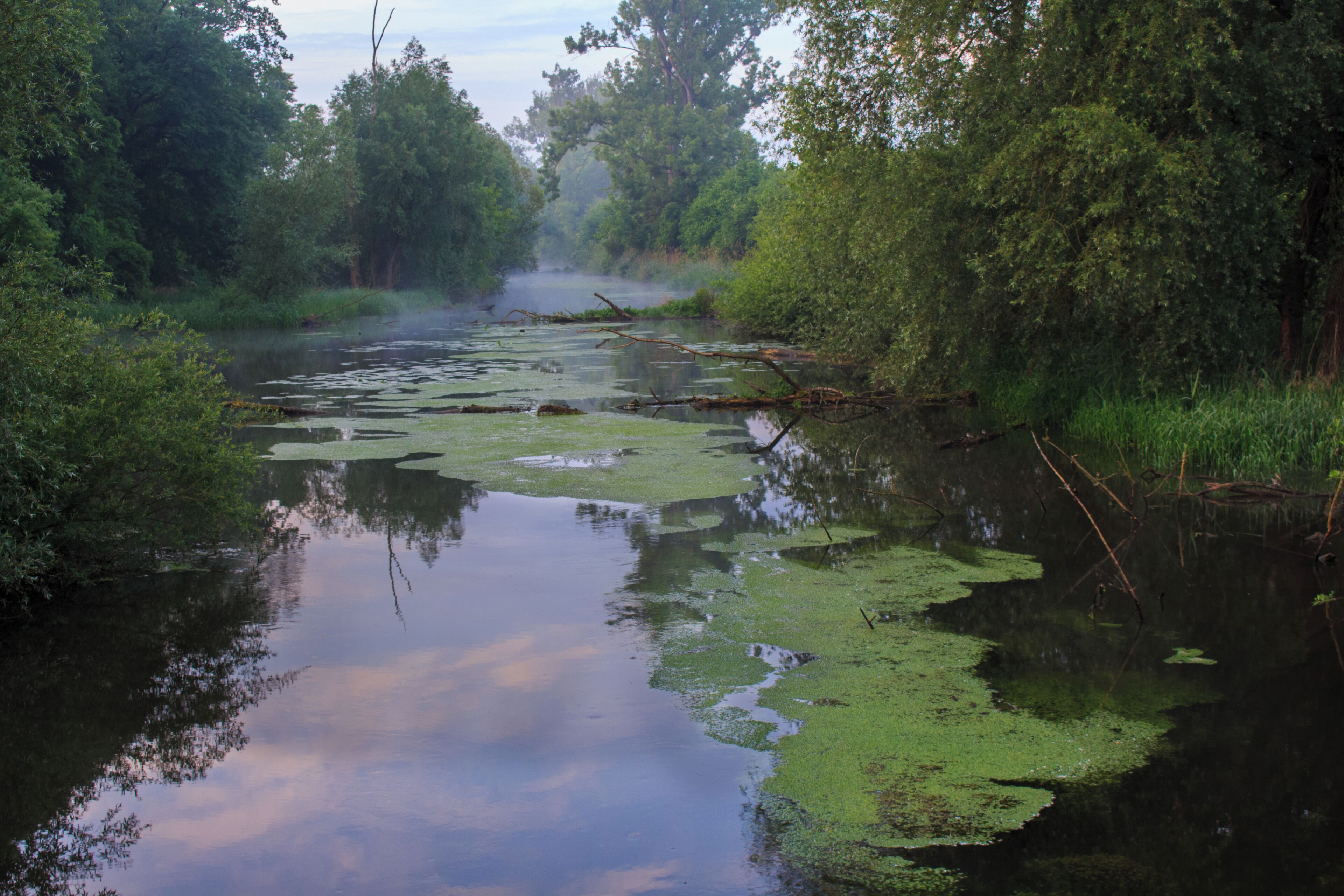 A calm river with lily pads and dense greenery on both sides.