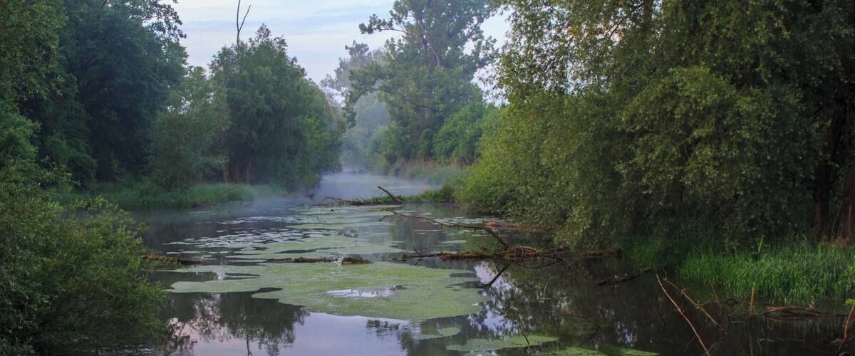 A calm river with lily pads and dense greenery on both sides.