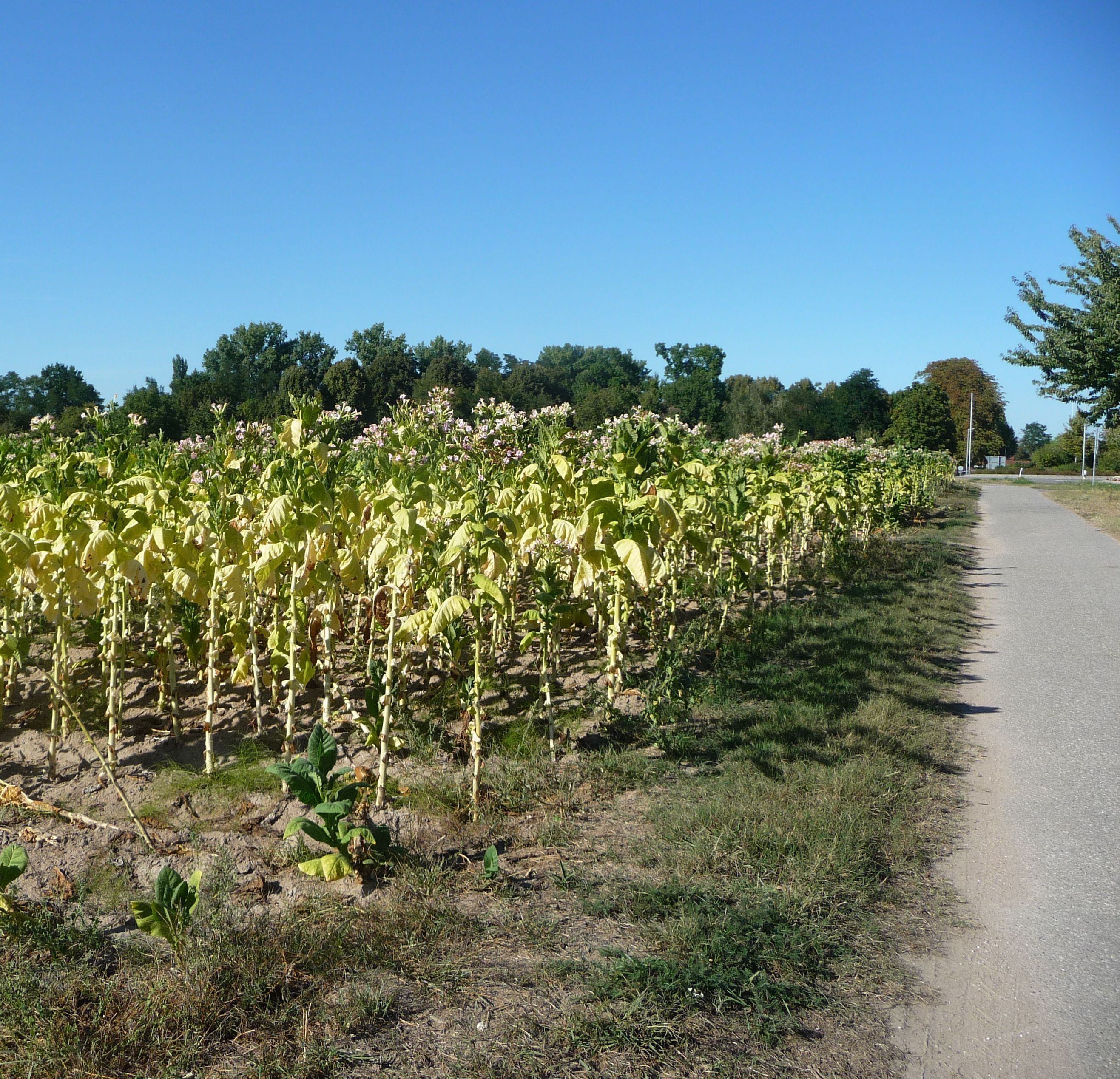 Tabakfeld bei Hördt
