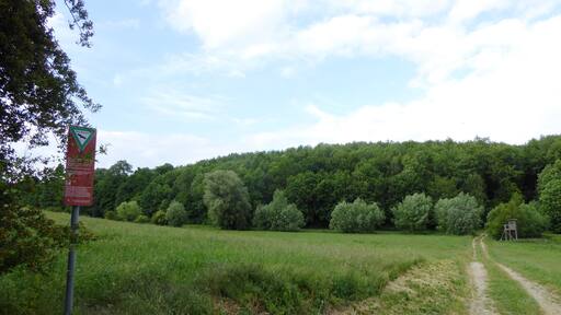 Naturschutzgebiet "Großer Leinebusch" bei Jühnde, Südniedersachsen.
