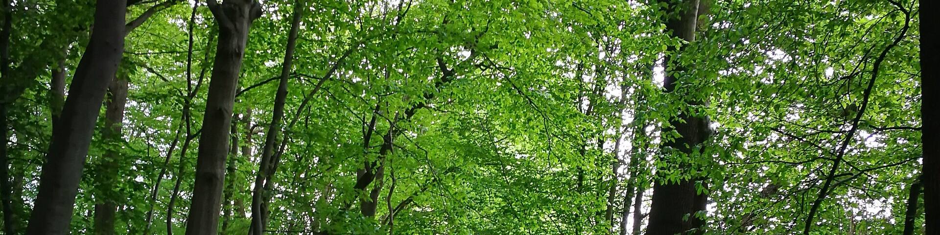 Waldweg am Wassenacher Bach in Wassenach, Landschaftsschutzgebiet âRhein-Ahr-Eifelâ