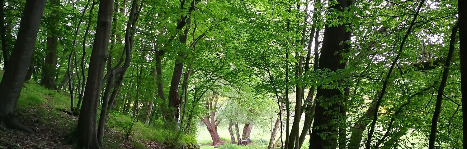 Waldweg am Wassenacher Bach in Wassenach, Landschaftsschutzgebiet âRhein-Ahr-Eifelâ