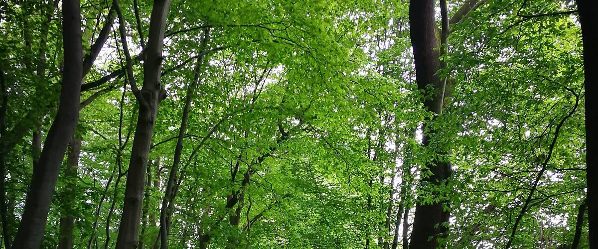 A forest path surrounded by tall trees with dense green foliage.