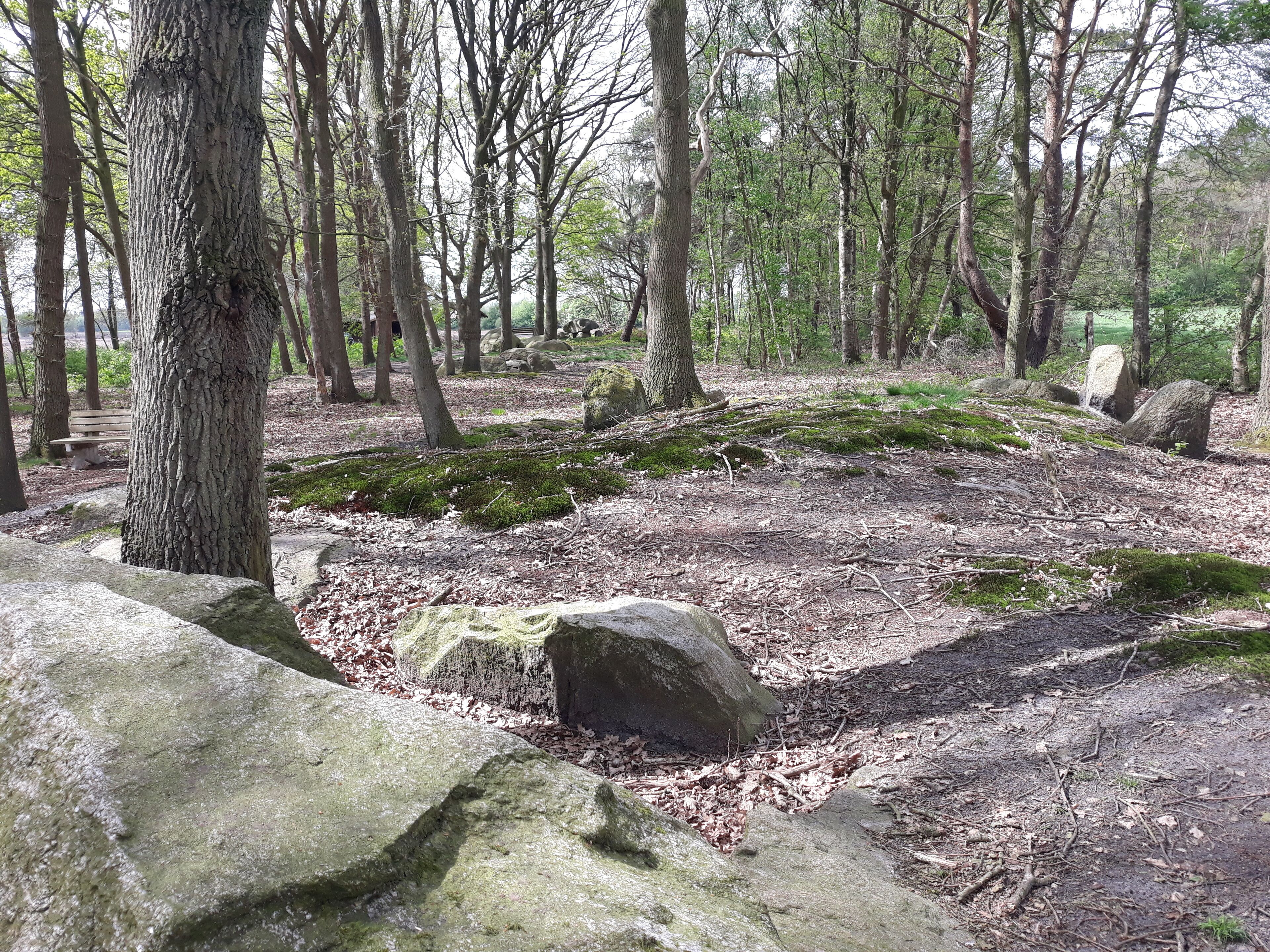 A forest with moss-covered rocks and a fallen tree.