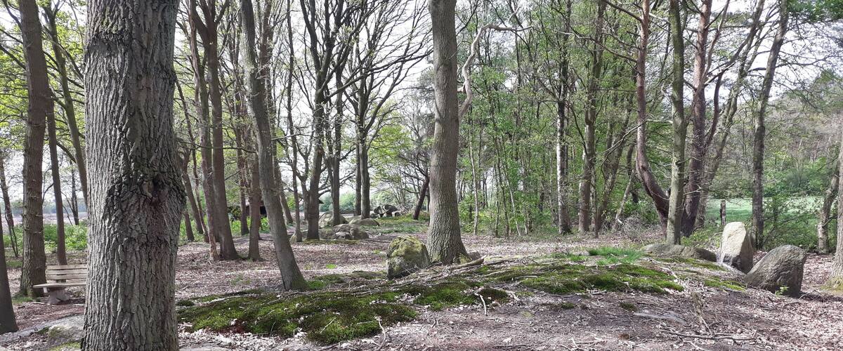 A forest with moss-covered rocks and a fallen tree.