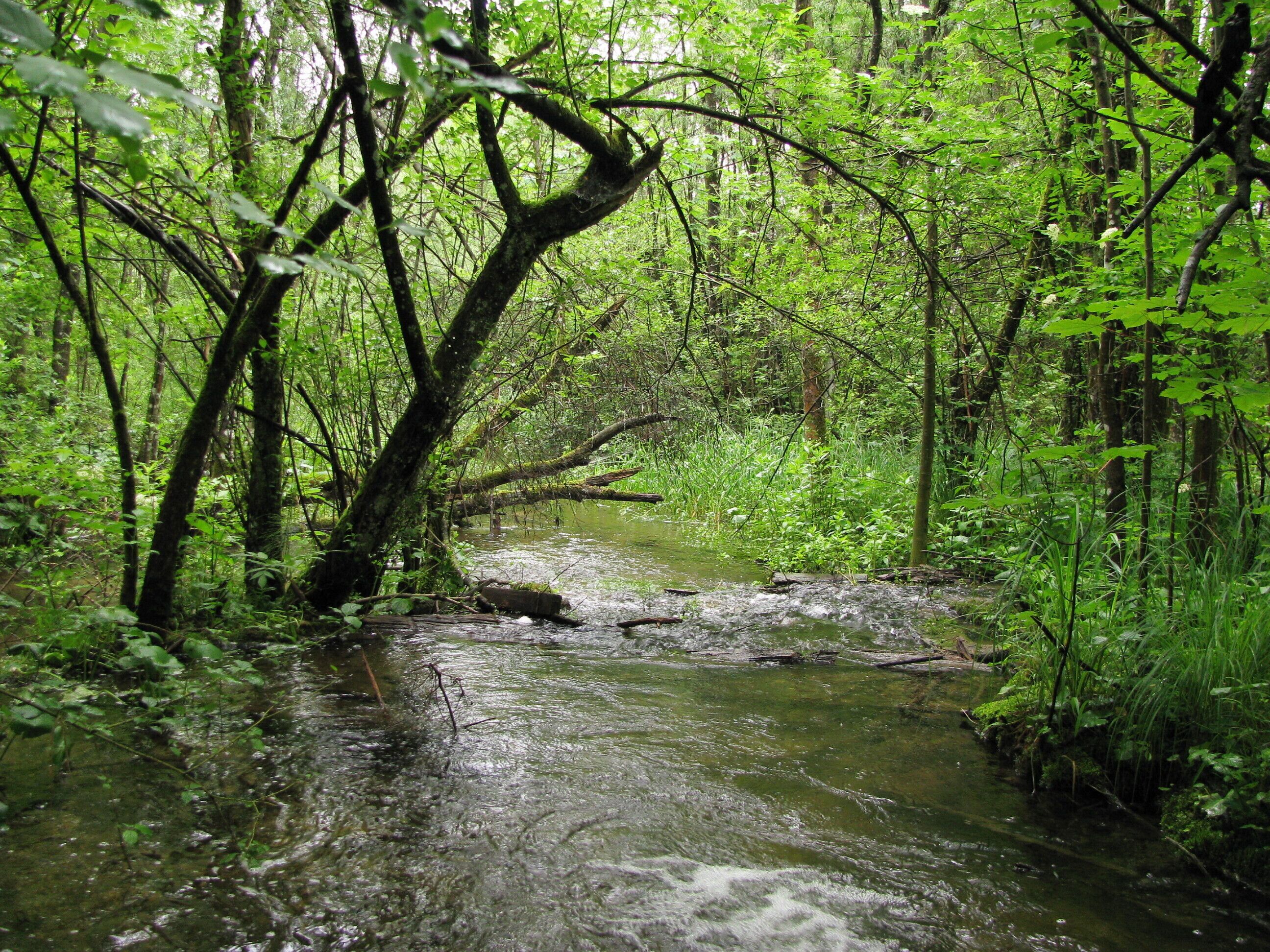 Isarzufluss bei Wackersberg.