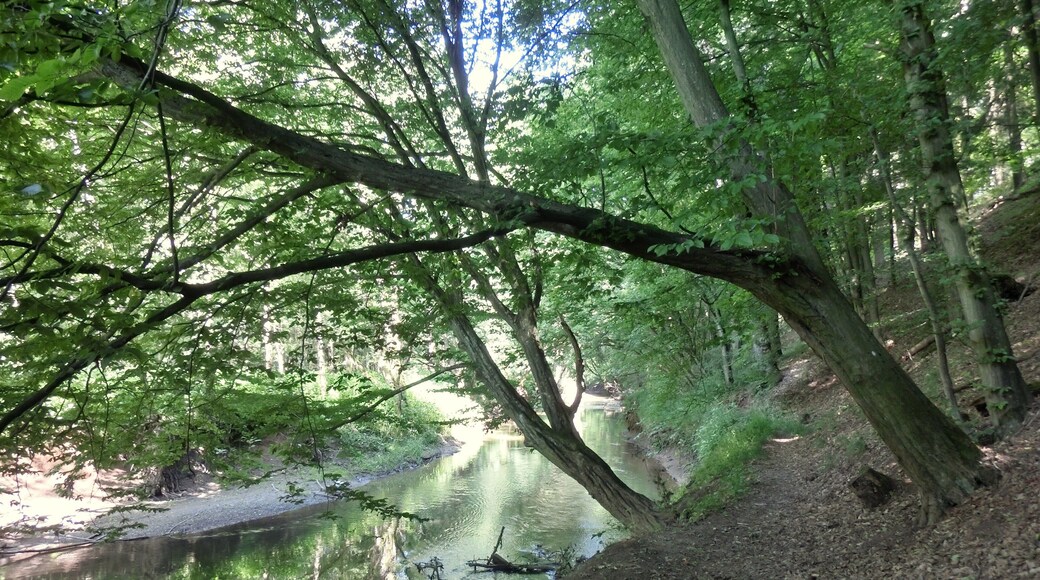 Alter Rotmainwanderweg