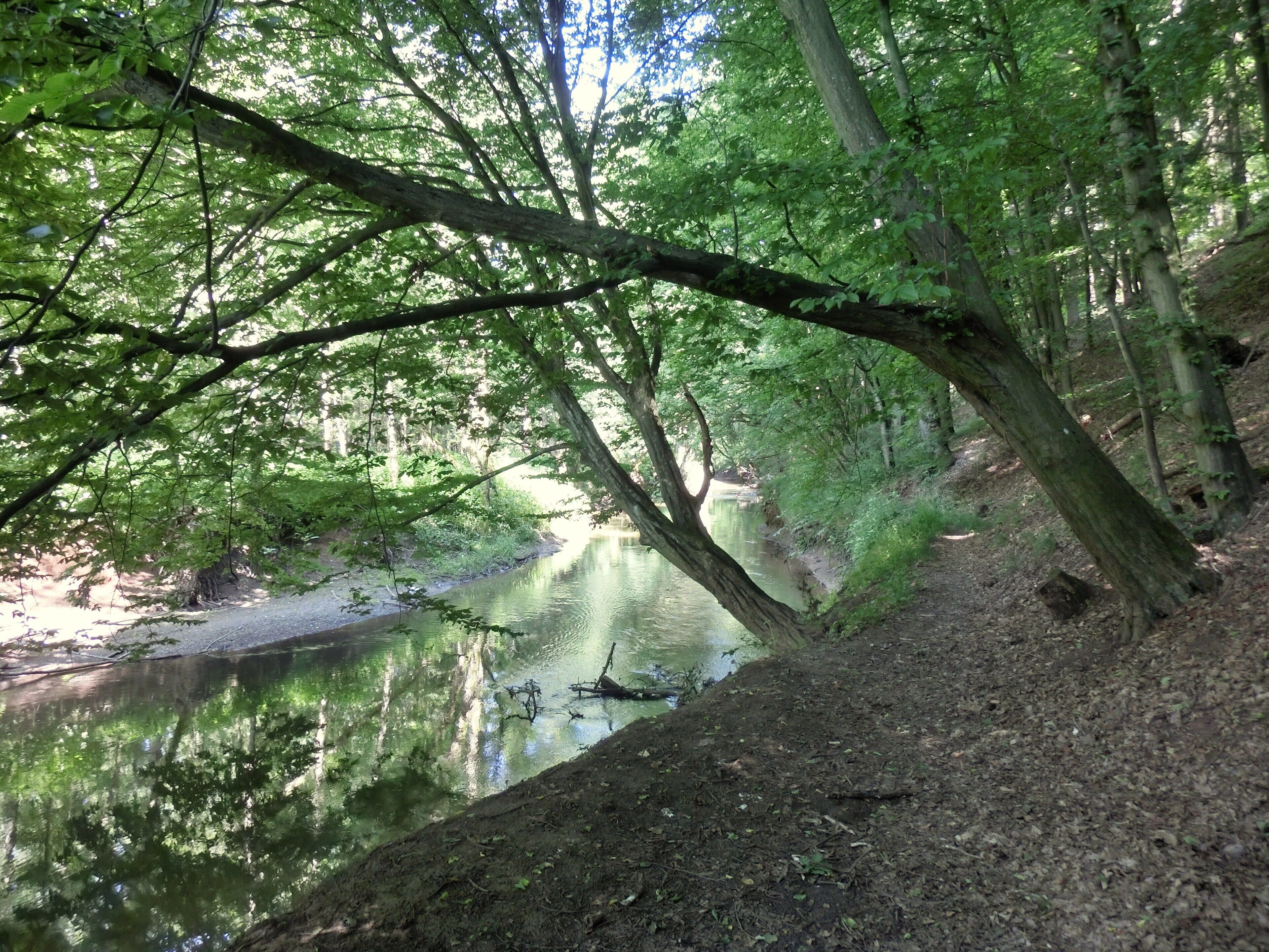 A serene forested area with a calm river, dense green foliage, and a dirt path along the riverbank.
