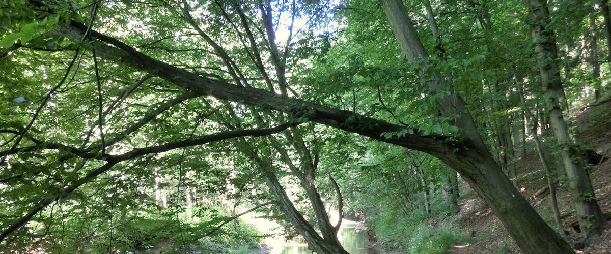 A serene forested area with a calm river, dense green foliage, and a dirt path along the riverbank.