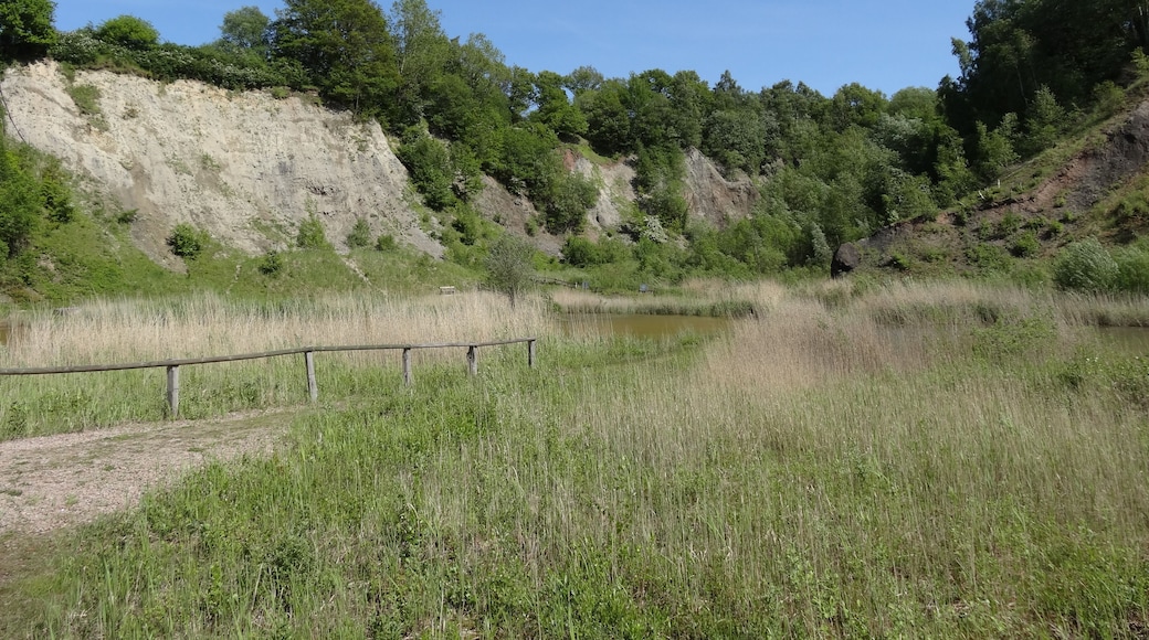 Bilder aus der de:Liether Kalkgrube