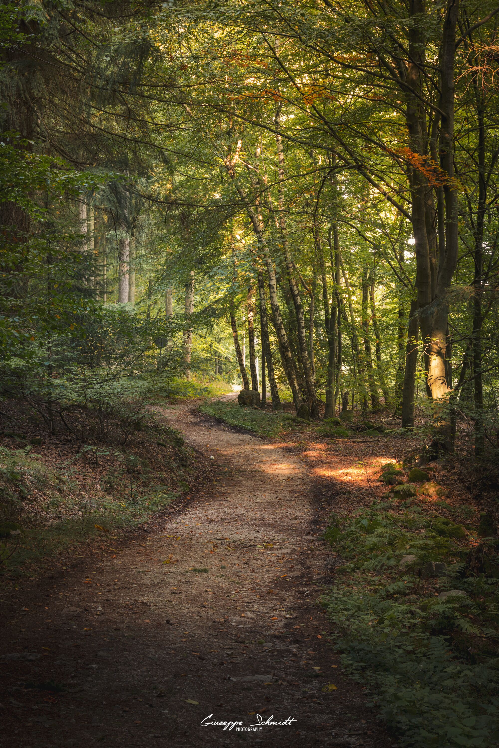 On the way back from Ruine Koppenstein. A nice walk through the forest.