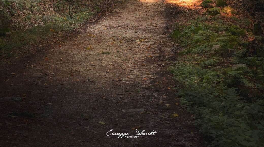 On the way back from Ruine Koppenstein. A nice walk through the forest.