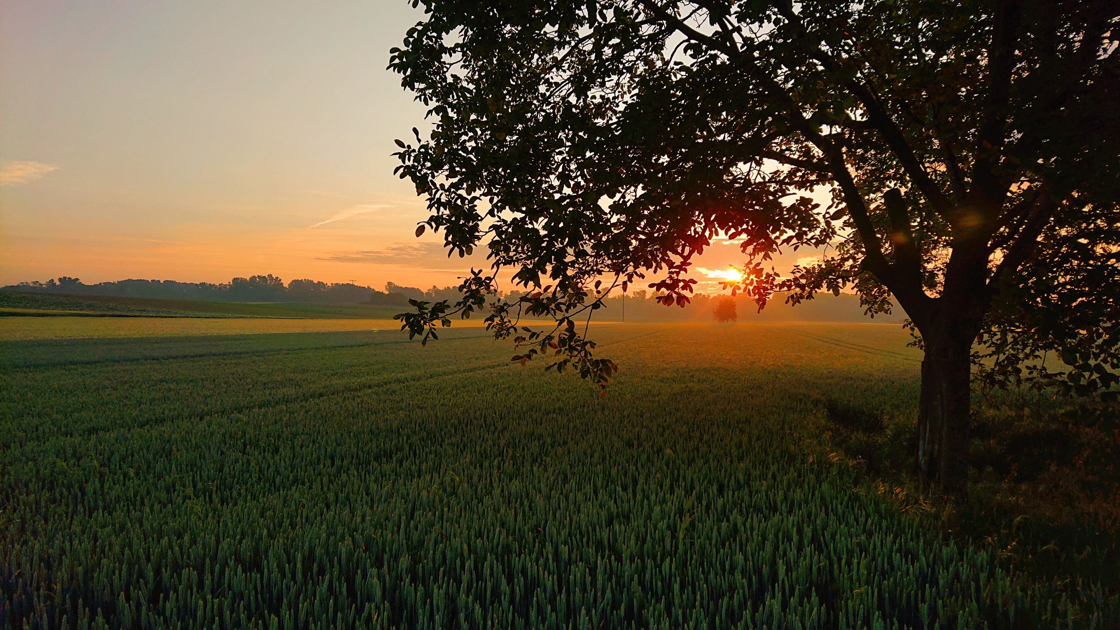 A field with a tree casting a shadow, a sunset in the background, and a distant tree line.