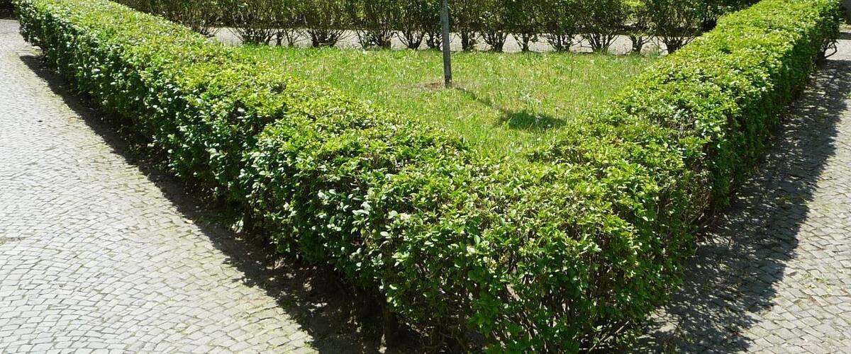 A landscaped garden with neatly trimmed hedges and a cobblestone path.