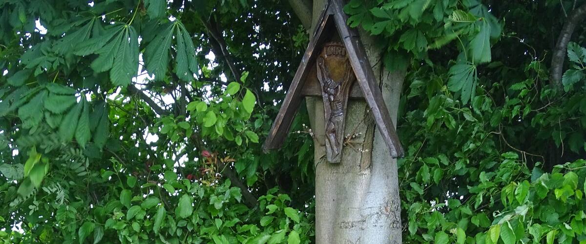 A wooden bench, a tree with a birdhouse, and dense green foliage.