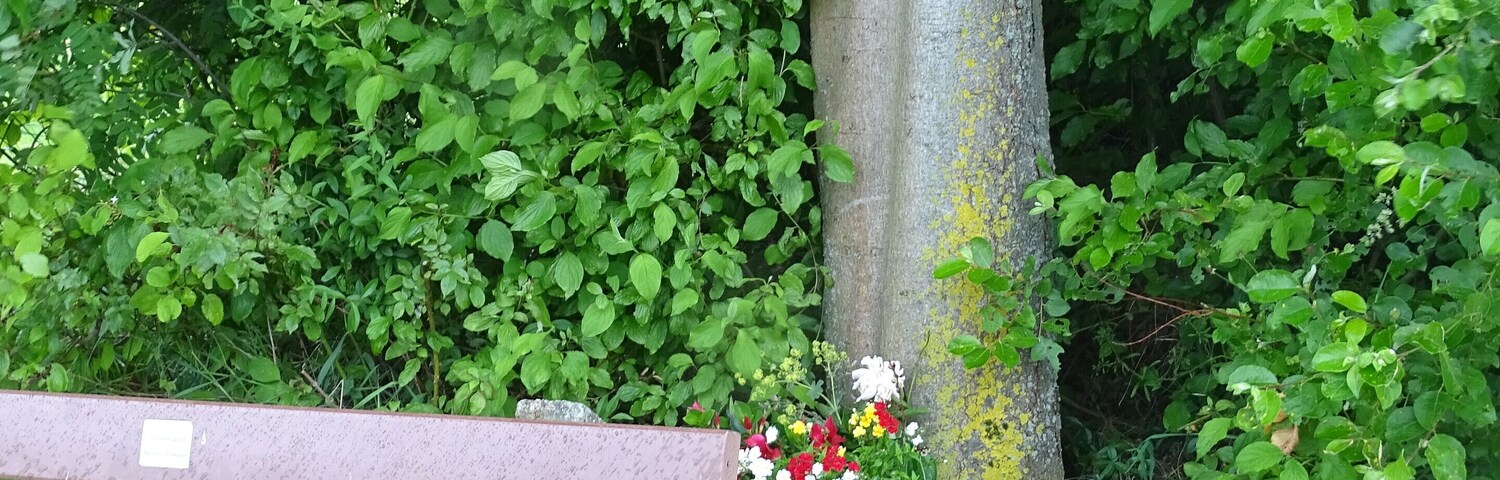 A wooden bench, a tree with a birdhouse, and dense green foliage.
