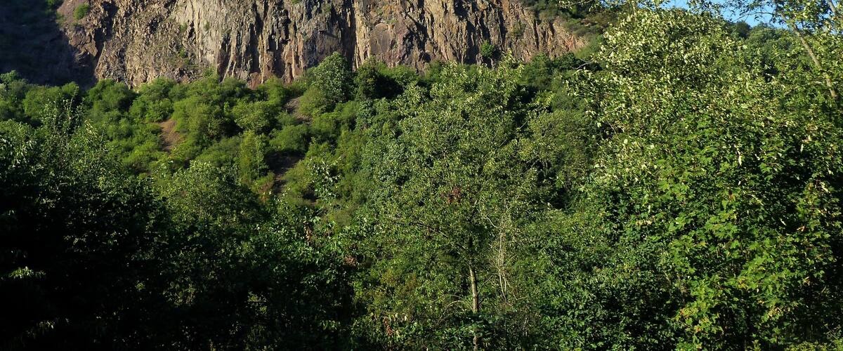 A rocky cliff with dense forest in the foreground.