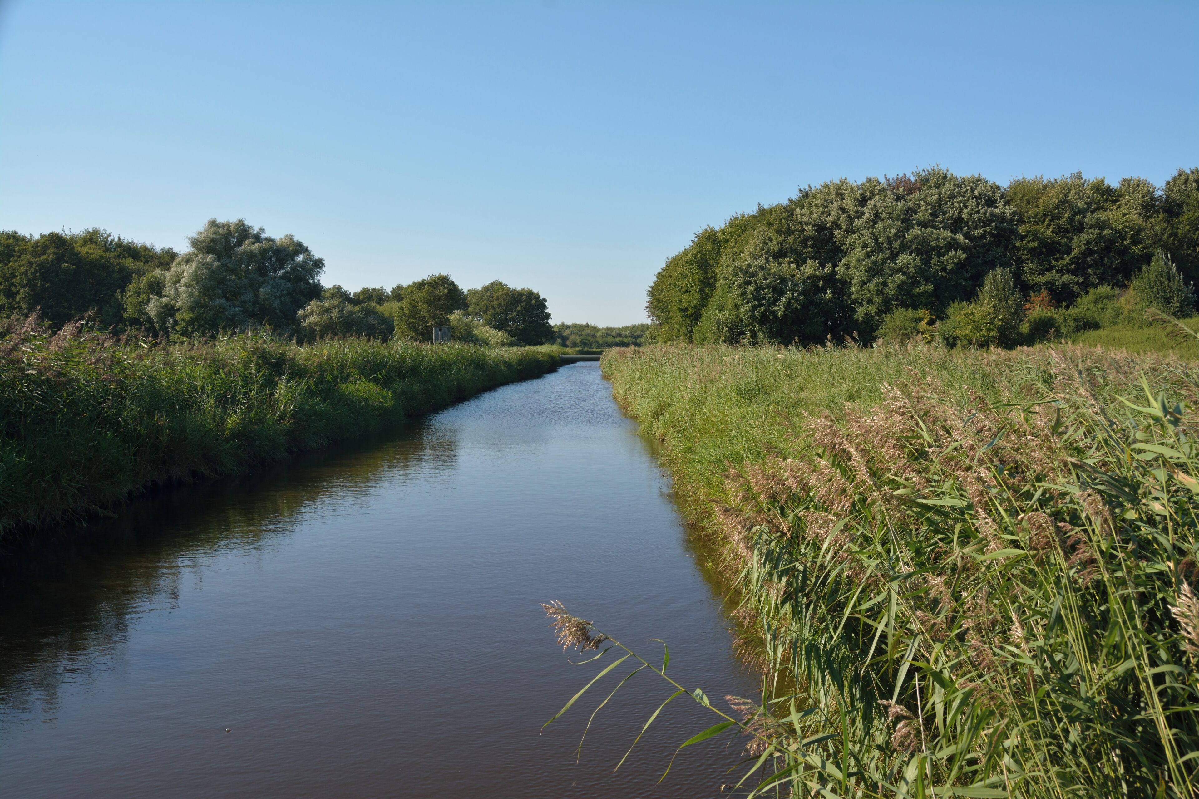 A calm river flanked by dense greenery and trees.