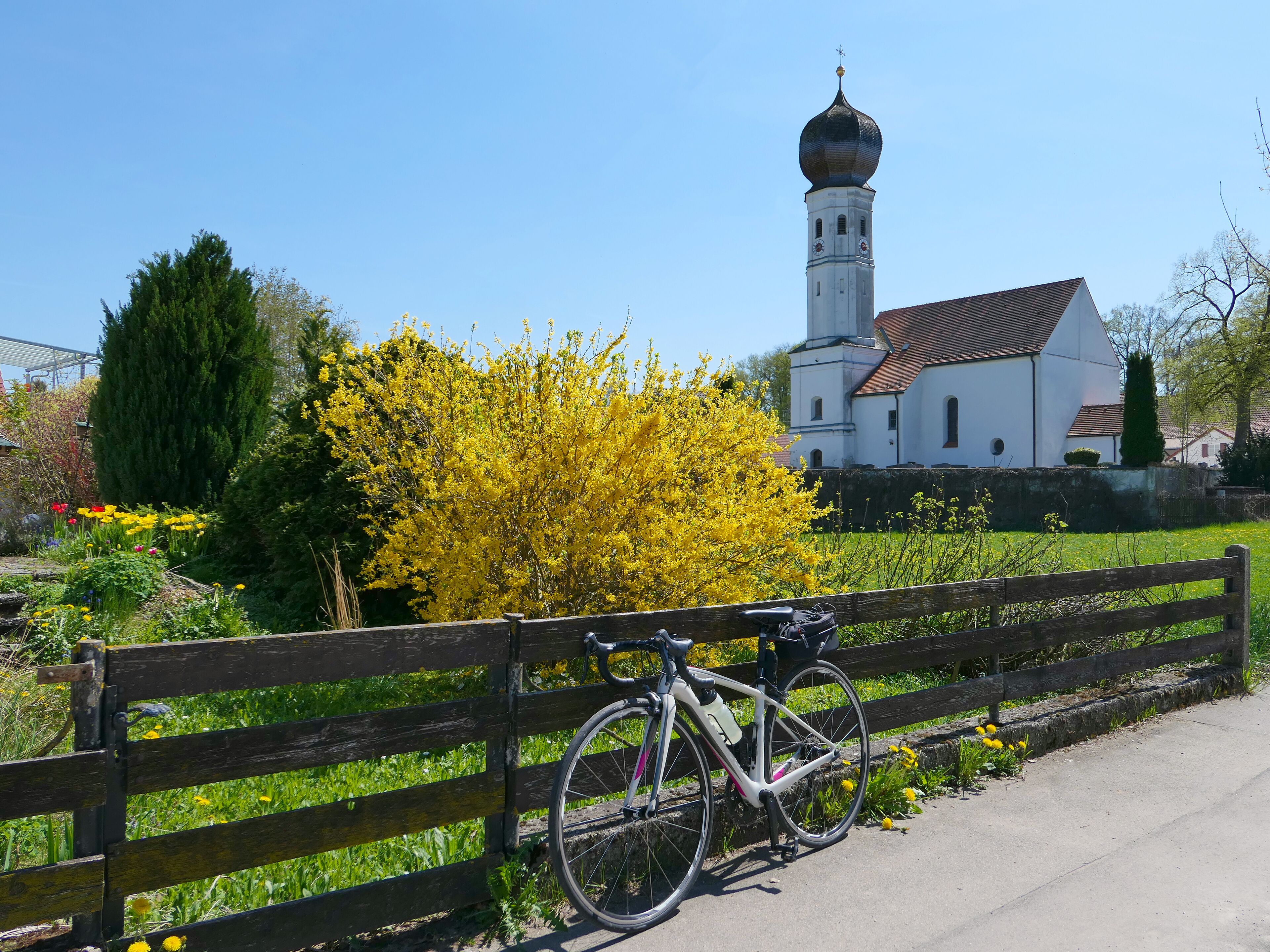 A bicycle parked by a wooden fence, a church with a tall bell tower, and blooming yellow trees.