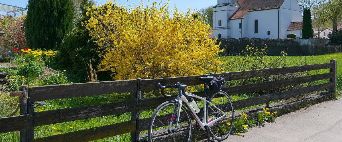 A bicycle parked by a wooden fence, a church with a tall bell tower, and blooming yellow trees.