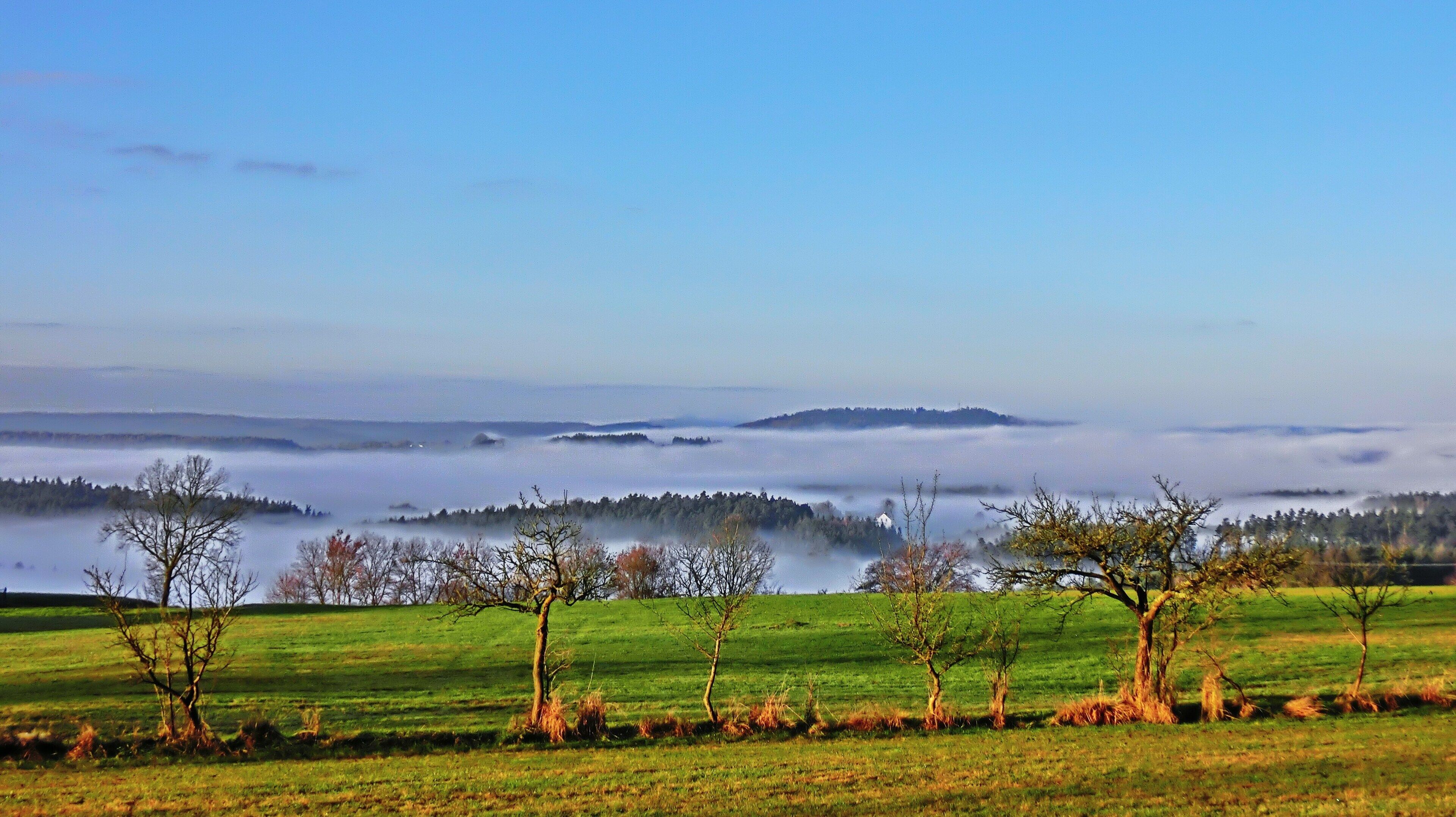 A landscape with a green field, trees, and a distant mist-covered hill.
