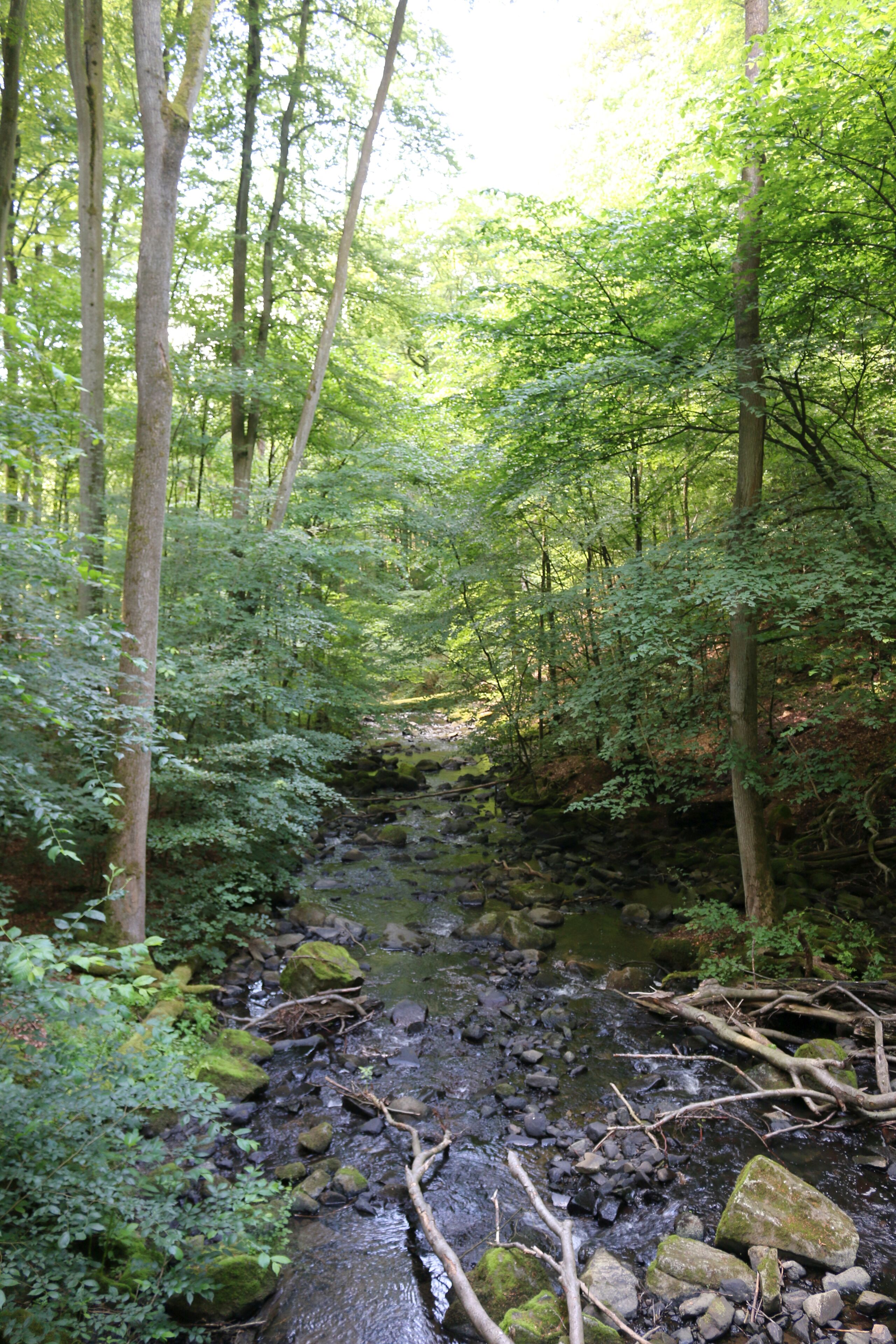 Das Naturschutzgebiet Holzbachschlucht im Westerwald