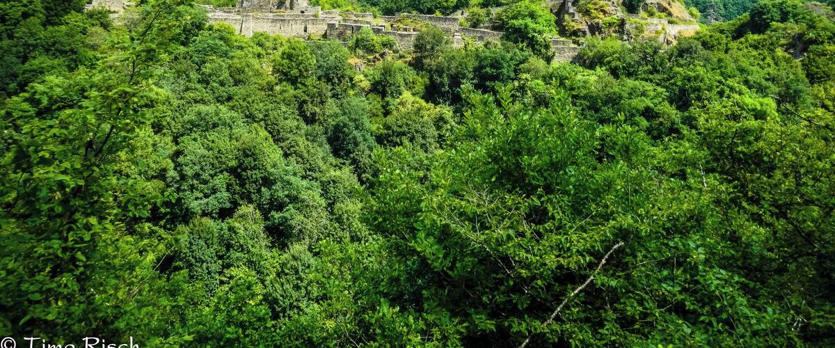A lush green forest with ancient ruins on a hill.