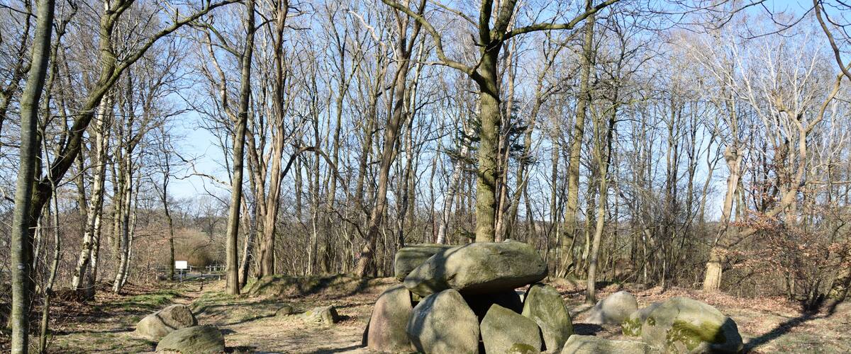 A forest with large boulders and leafless trees.