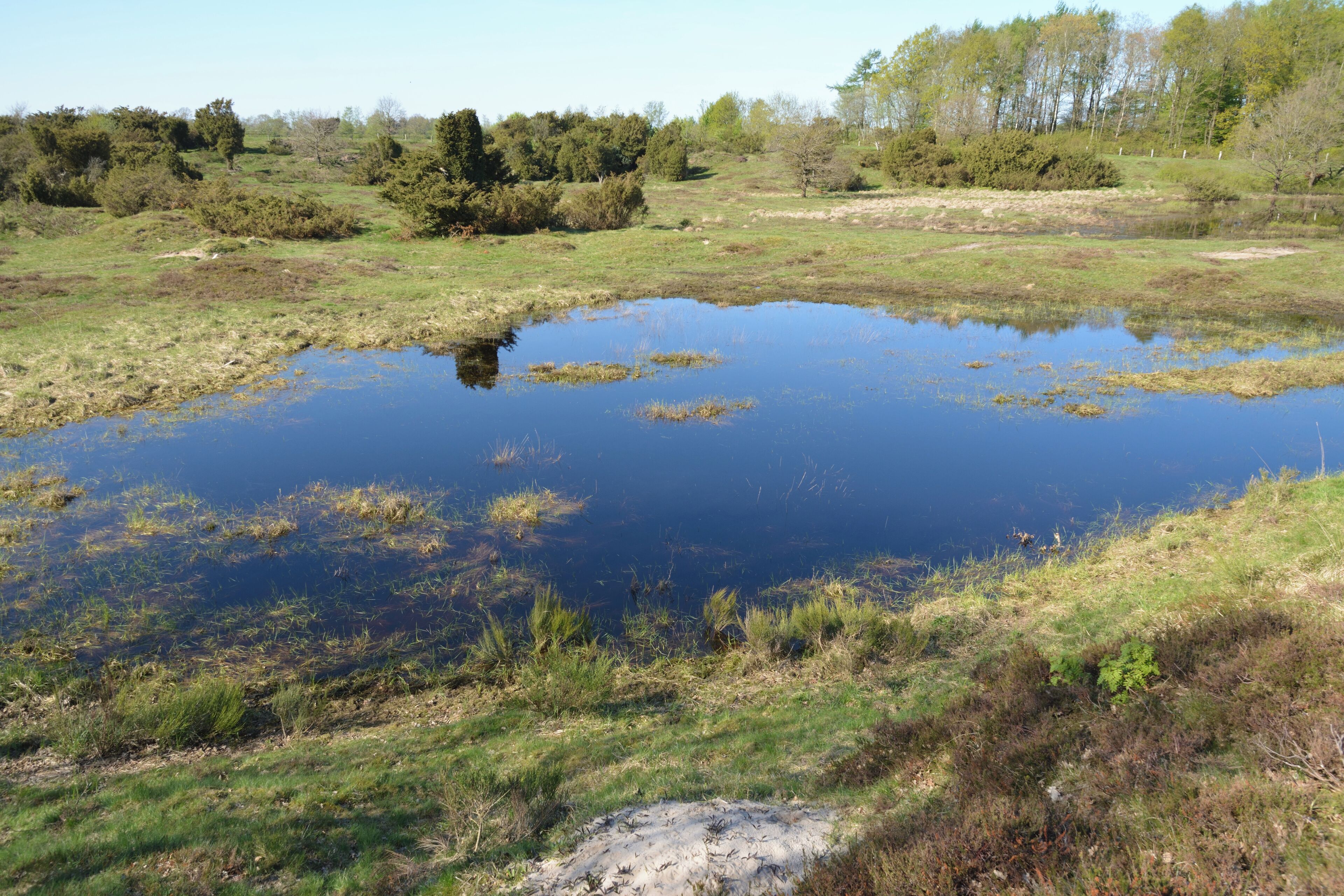 A pond surrounded by grassy areas and trees.