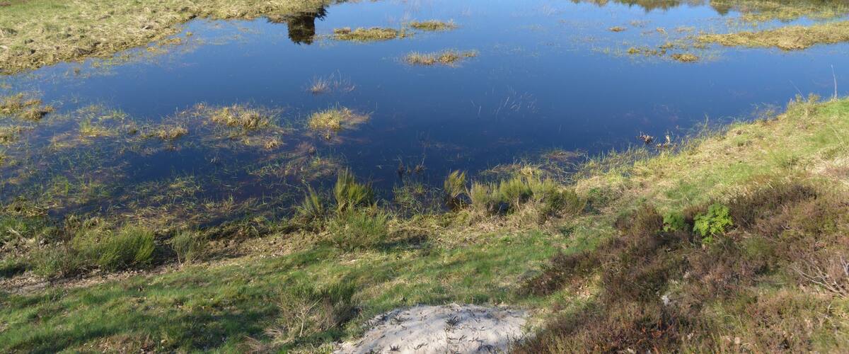 A pond surrounded by grassy areas and trees.