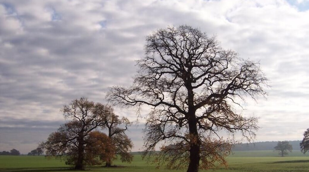 Hudeeichen bei Veelböken
