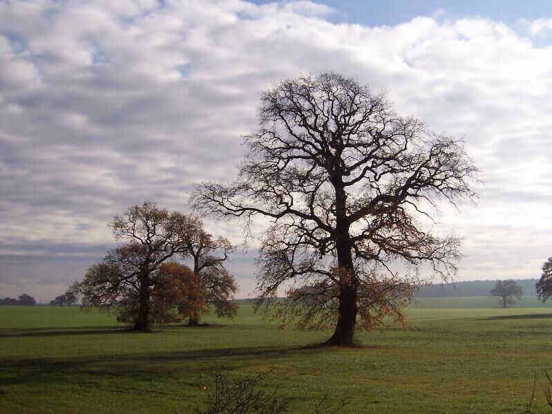 A rural landscape with two prominent leafless trees in a field.