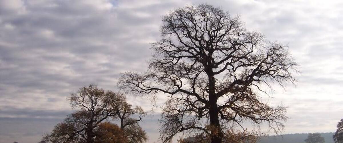 A rural landscape with two prominent leafless trees in a field.