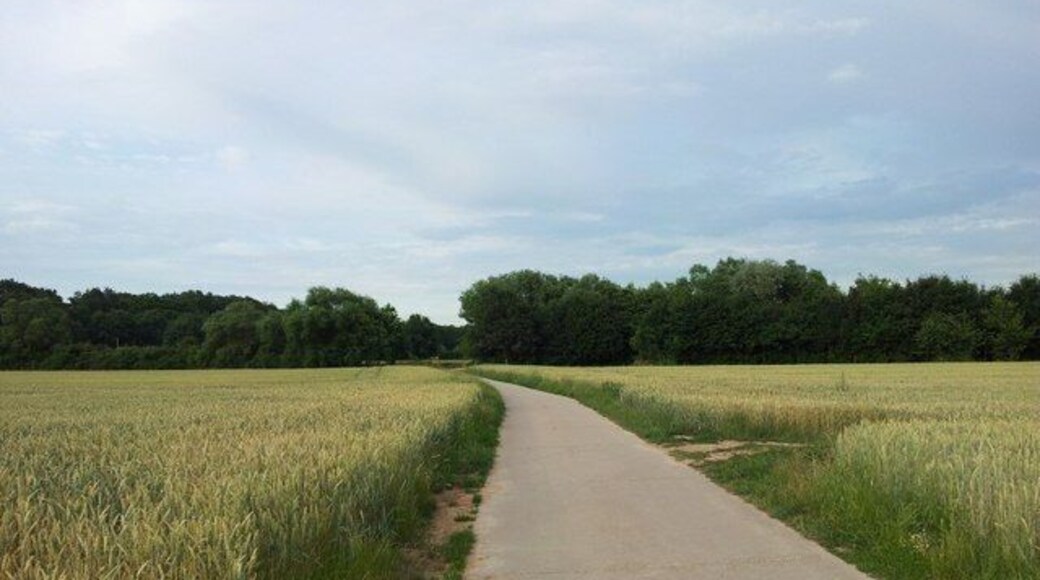 Weg bei Schwegenheim