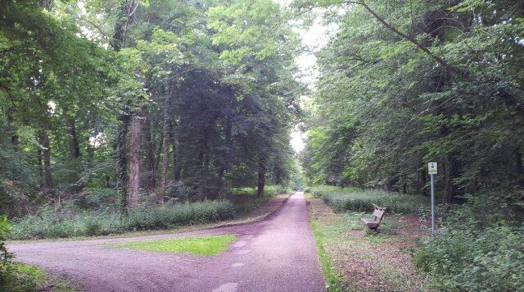Wald bei Schwegenheim