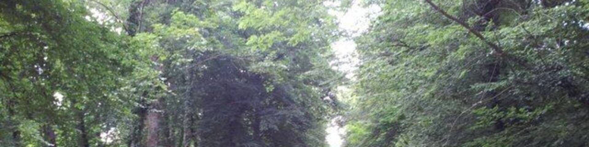 Wald bei Schwegenheim