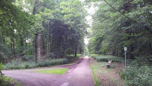 Wald bei Schwegenheim