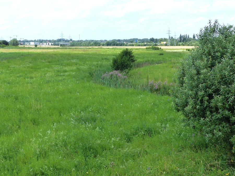 Blick von der Landesstraße L625 nach Westen Richtung Rautheim entlang dem Reitlingsgraben mit Renaturierungsgelände, stromabwärts.