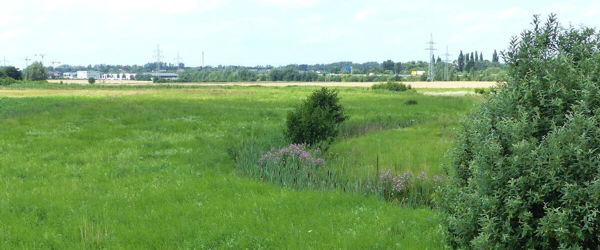 A grassy field with a bush and a distant view of buildings and power lines.