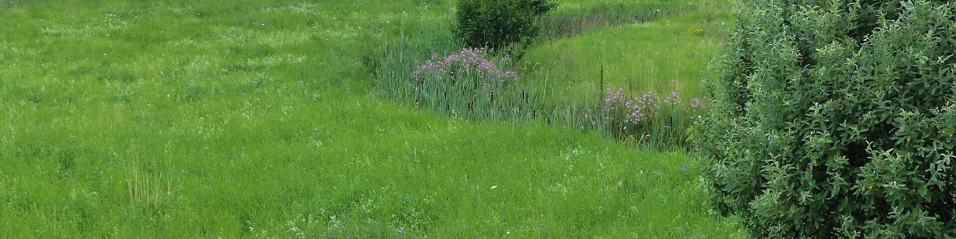 A grassy field with a bush and a distant view of buildings and power lines.