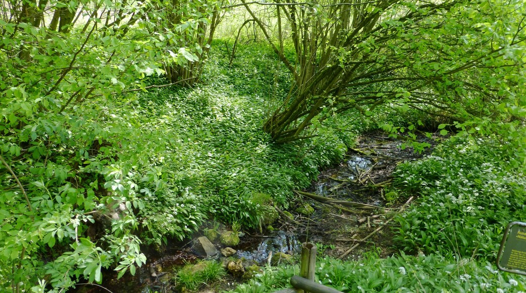 Jettenquelle im Naturschutzgebiet "Gipskarstlandschaft Hainholz" südlich des Harzes, Niedersachsen. Das Quellwasser ist mit ca. 110° deutsche Härte annähernd gipsgesättigt.