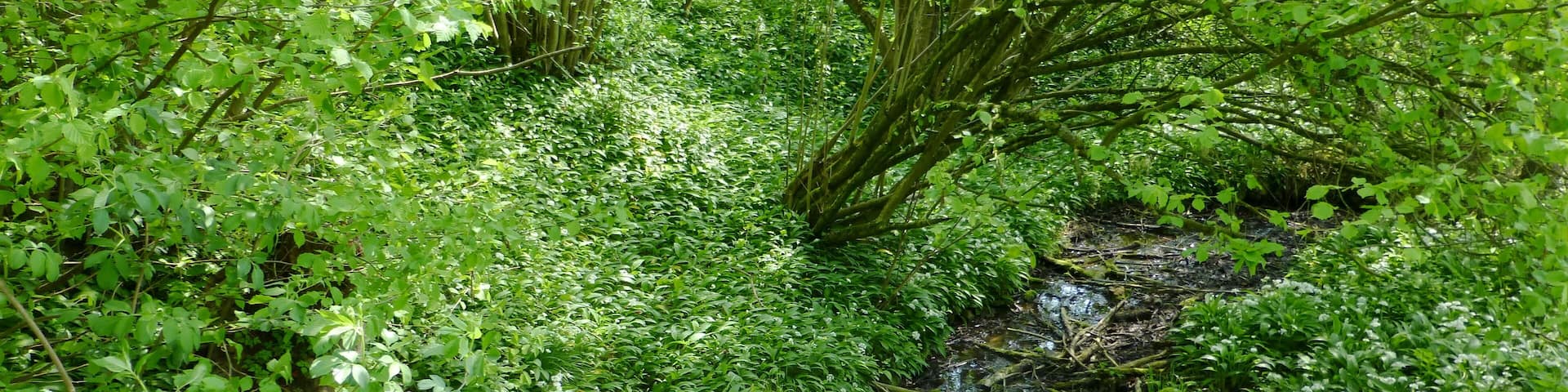A lush green forest with a small stream and a wooden fence.