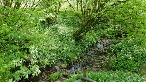 Jettenquelle im Naturschutzgebiet "Gipskarstlandschaft Hainholz" südlich des Harzes, Niedersachsen. Das Quellwasser ist mit ca. 110° deutsche Härte annähernd gipsgesättigt.
