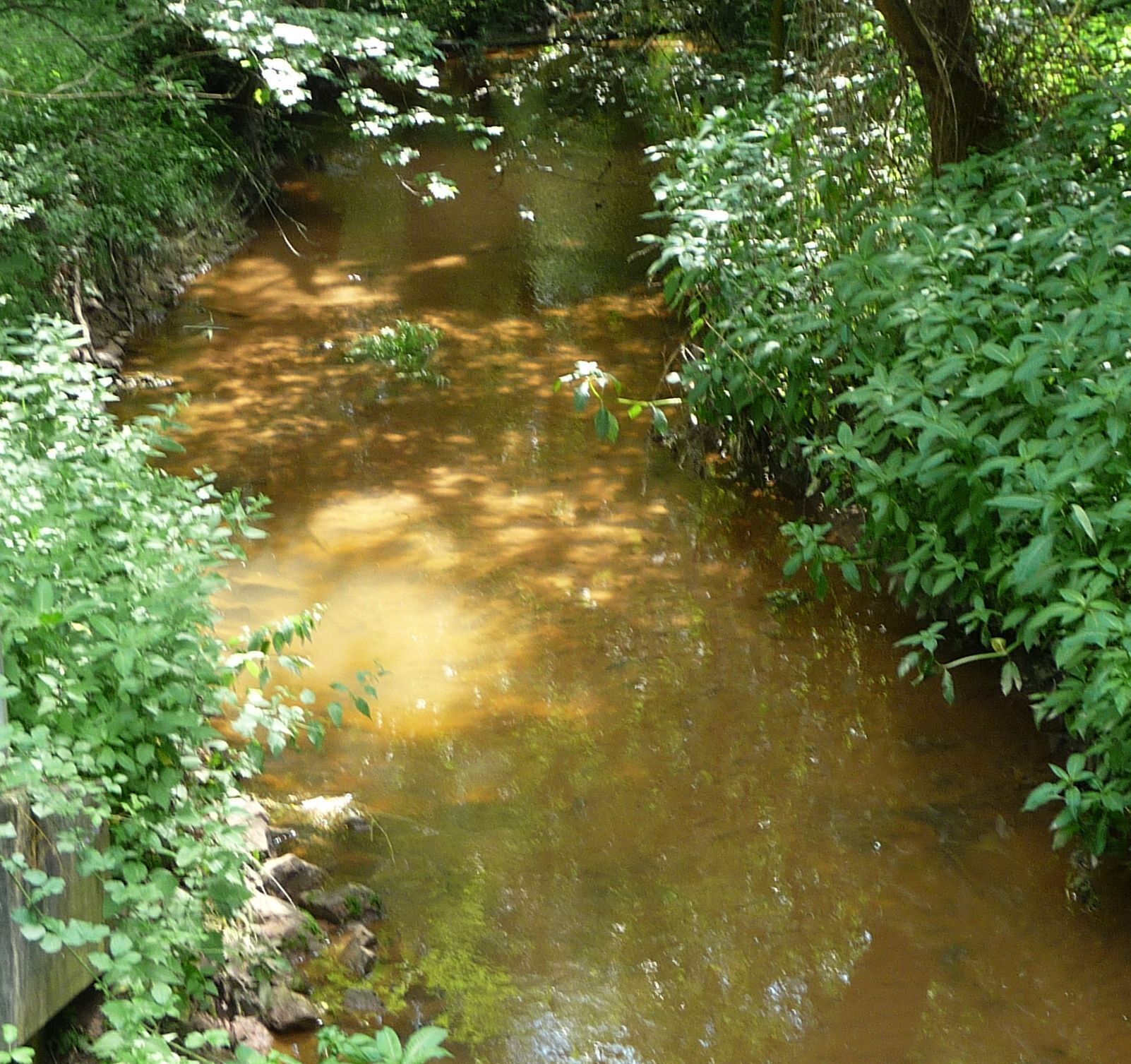 A murky stream surrounded by dense green foliage.
