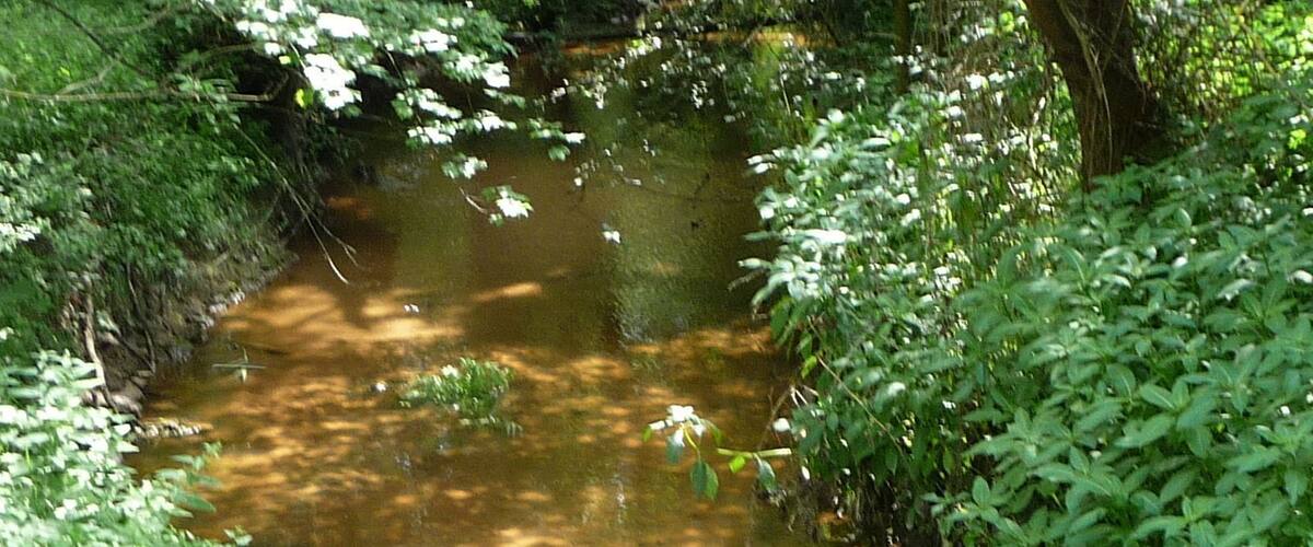A murky stream surrounded by dense green foliage.