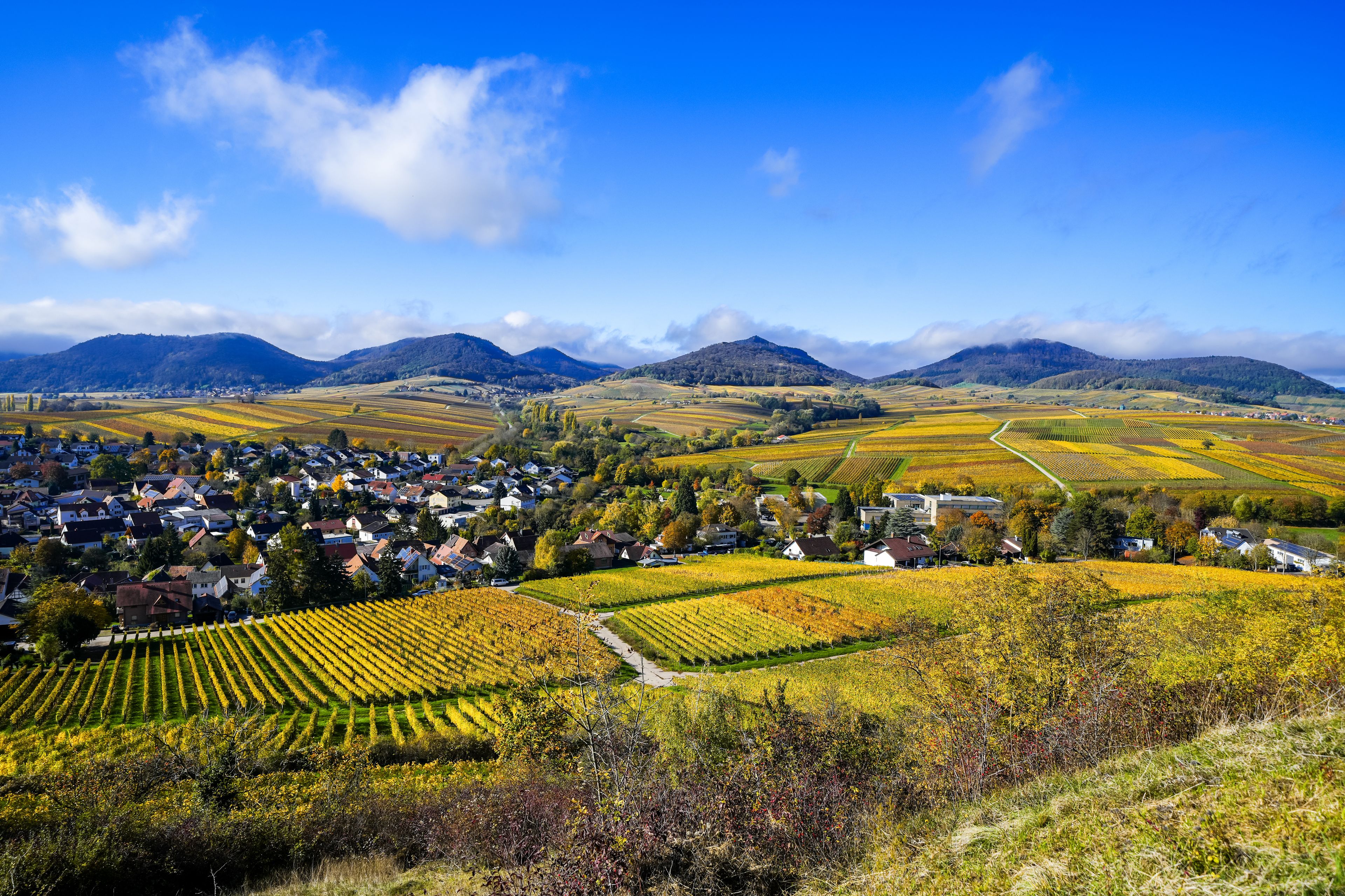 View of the landscape near Ilbesheim bei Landau in der Pfalz. Nature with vineyards on the Southern Wine Route in Rhineland-Palatinate.

