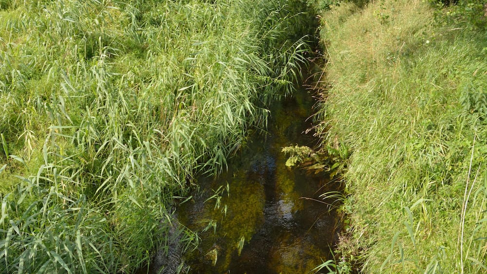 Un petit ruisseau bordé d’une végétation luxuriante, avec de l’herbe verte et des arbres tout autour.