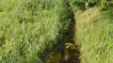 Een smalle beek omringd door weelderig groen gras en bomen.