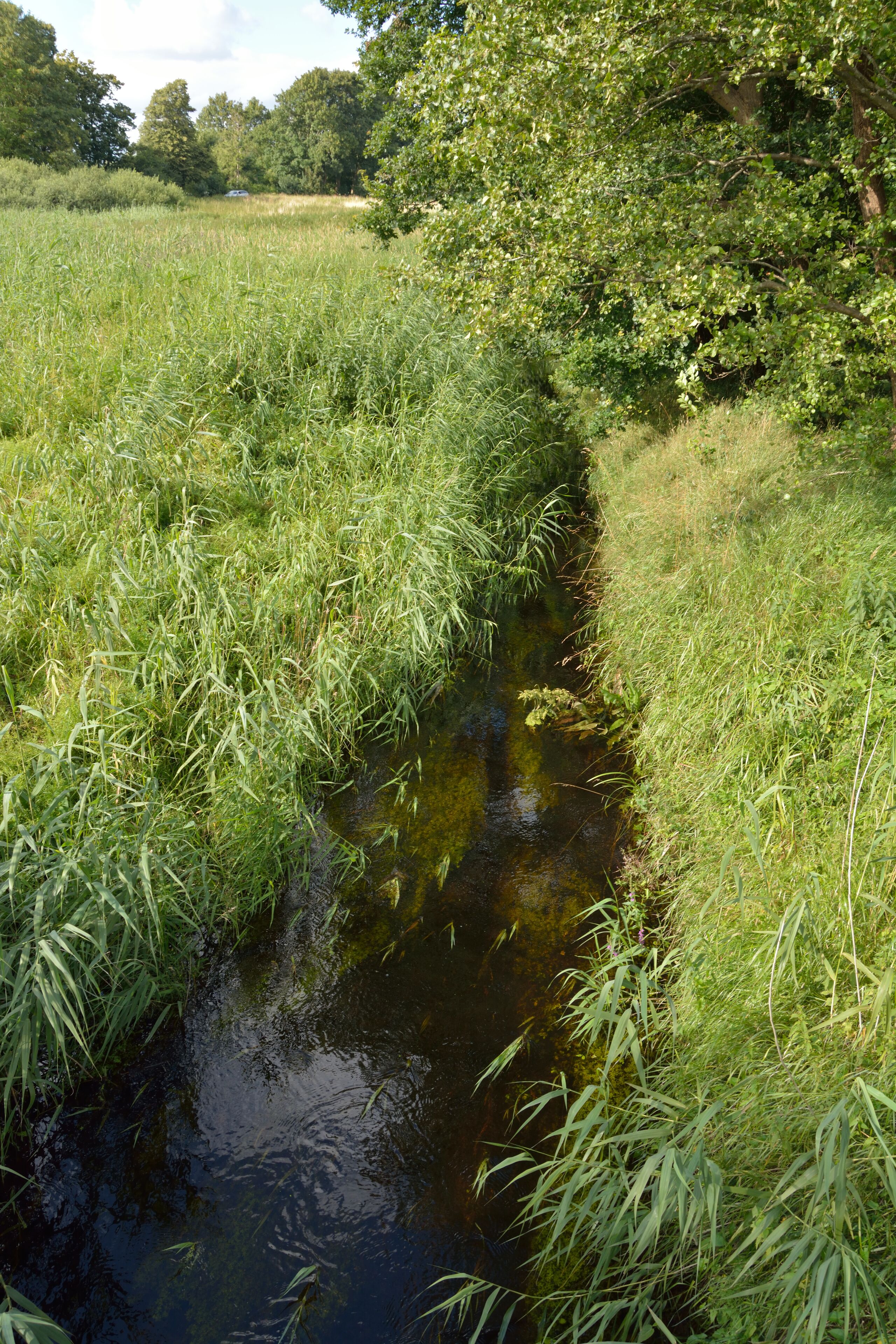 A narrow stream surrounded by lush green grass and trees.